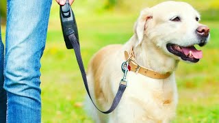 The Best Retractable Dog Leashes of 2024