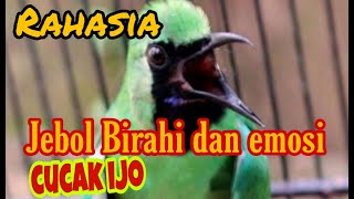 Rahasia jebol birahi dan emosi cucak ijo 🔥auto Jamtrok