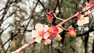 【VLOG】下赤塚、赤塚溜池公園まで松月院と不動の滝経由で散歩、梅林で梅の花（梅花）を観賞する＠今年は赤塚梅まつり中止【Cinematic】