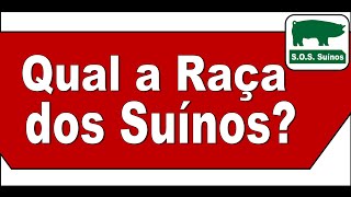 SUINOCULTURA: Qual a raça dos Suínos?