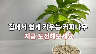 집에서 커피나무를 키우며 꽃과 열매를 직접 만나보세요. 관리 방법부터 나만의 특별한 커피나무 키우는 방법