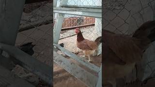 🐓🐐👍 வேலை செய்ற இடத்தை #funny:chicken🤣😂🤣😂🤣🤣🤣🤣 #நாட்டுக்கோழி #comedy 🤣😂😂#kozhi:koothugal #87shorts