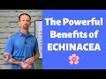 The Powerful Benefits of Echinacea | 2 Minutes to Better Health