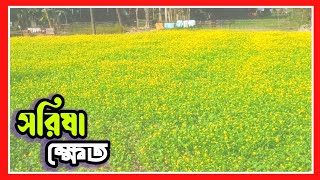 সুন্দরগঞ্জের সরিষা ক্ষেতের দৃশ্য দেখুন | Mustard Field Sundarganj