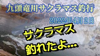 2022年、がっかり放流九頭竜川サクラマス