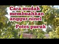 CARA MUDAH MEMBUAHKAN ANGGUR NINEL DENGAN POTES PUCUK