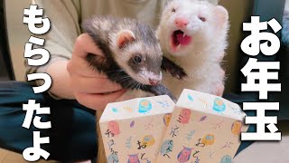 【おうち正月】フェレット達にもお年玉あげちゃおう【ferret#428】