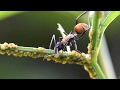 POLYRHACHIS AMMON - Australian Golden Spiny Ant