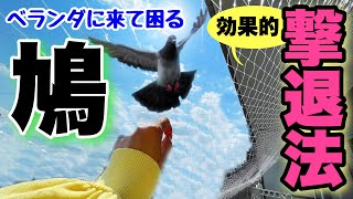 【格安】鳩との奮闘記 ❗️しつこいハトを自分で撃退した方法🙌ベランダから追い出そう🐦#鳩撃退法 #ベランダ #マンション