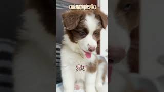 誰是最可愛的狗勾？ #shorts #狗勾 #邊境牧羊犬