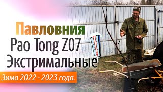 Экстремальные температуры и Павловния гибрид Pao Tong Z07, Выжила или нет?