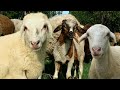 Dombaku lari - lagu anak kambing saya