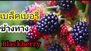 เก็บ​แบล็คเบอรี​่่ข้างทาง​ Blackberry ผลไม้ฟรีที่ใครๆก็​เก็บ​ได้