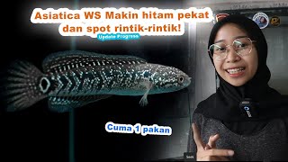 Update Asiatica White Spot! Akhirnya Menunjukkan Bakatnya. Spot Mulai Ujung Kepala Sampai ke Ekor