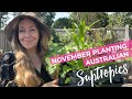 November Planting in Subtropical Australian Veggie Patch