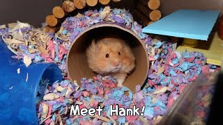 Meet Hank! || Foster Hamster!