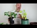 pruning and root pruning clip and grow mulberry bonsai