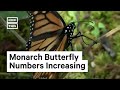 Endangered Monarch Butterfly Population Increases in Mexico