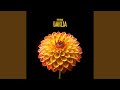 Dahlia