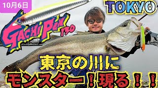 ランカーシーバス！ガチペン130炸裂！ まじで飛びます！ #blueblue  #fishman #ランカーシーバス #旧江戸川  #湾奥シーバス  #tokyo  #japan fishing