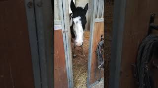 🐴✨ La micro-biographie d’Helixyre 🕰️Découvrez l’histoire d’Helixyre #horse #cheval #chevaux #humour