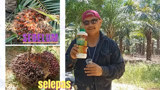 Perubahan size buah sawit selepas dan sebelum menggunakan Nano green.