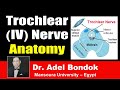 Trochlear (IV) Nerve Clinical Anatomy, Dr Adel Bondok