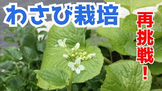 【再挑戦】わさび栽培(畑ワサビ)