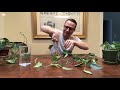 how to make pothos more bushy and full or any other plant