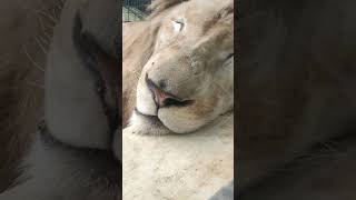 師走👀⑳ホワイトライオン・白獅子・セラムくん・沖縄こどもの国・・・White_Lion・Okinawa Zoo \u0026 Museum(20221229)