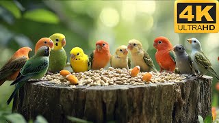 Birds 265 Minutes Beautiful Sounds🐦Watch Birds Eat Relaxing, Sounds For Lonely Birds🦜Bird Cheep