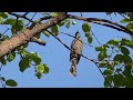 참새 직박구리새노래 나비 sparrow brown eared bulbul bird song nabi