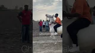 ਘੋੜੇ ਘੋੜਿਆਂ ਦੀਆ ਦੌੜਾਂ Horse Flat race clips