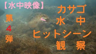 【水中映像】第４弾！カサゴのヒットシーン観察集【NO.025】