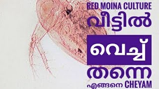 Red moina culture | വീട്ടിൽ വെച്ച് തന്നെ എങ്ങനെ red moina യെ  culture ചെയാം 0 budget, easy ways