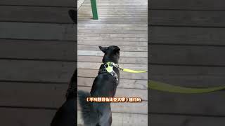 歐告冷知識#55 #毛孩 #鏟屎官 #萌寵 #dog #歐告 #狗 #狗狗