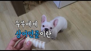 프렌치불독 두부를 위한 상어연골 간식 만들기