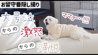 愛犬2匹のお留守番を隠し撮りしたらマルチーズが大号泣からの激怒してしまいました… 【マルチーズ＆ポメラニアン】vlog