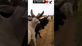 KANKARAJ COW TOP BREADING COW AND BULL