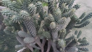 How to take care of cactus in hindi /urdu  कैक्टस की देखभाल कैसे करें