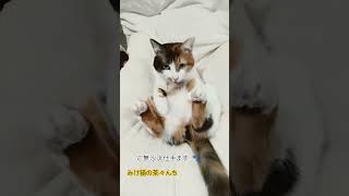 何もしてない猫　#猫のいる暮らし #三毛猫 #猫