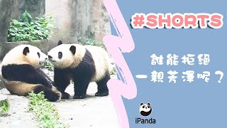 誰能拒絕一親芳澤呢？ | iPanda熊貓頻道 #Shorts