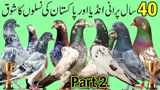 Part 2, 40 Sal Purane Kabootro ka Shook | Parwazi kabootar ki Pehchan | Ferozpuri | Kamangar | Teddy