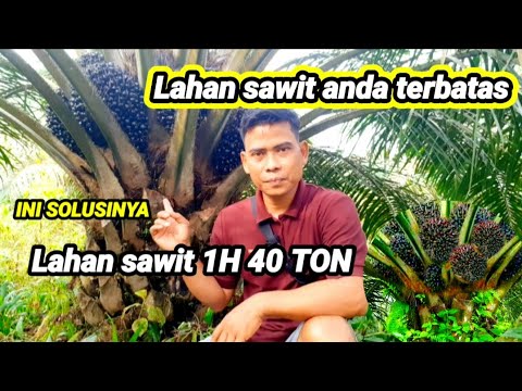 Cara Mengelola Lahan Sawit Yang Terbatas,berpenghasilan 40 Ton / H ...