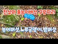 [고산식물 TV] 줄능이 군락 구광자리에서 어렵게 만난 능이버섯 (능이,노루궁뎅이,두꺼비)