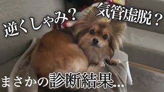 [Eng Sub]愛犬が急に呼吸困難に...｜逆くしゃみ｜気管虚脱の疑い｜鼻炎｜ポメチワ