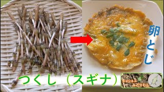 春は「つくし」とか食べて生きていける＃（つくし）