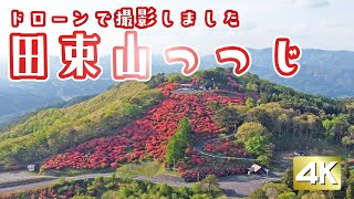 満開の田束山のつつじをドローンで撮影しました | 4K ULTRA HD | Azalea in full bloom