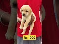 Labrador puppy for sale RS 1000 || #shorts