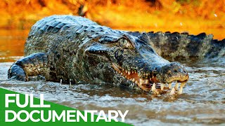 Wildlife | Episode 2: Crocodiles, Alligators, Caimans & Gharials | Free Documentary Nature